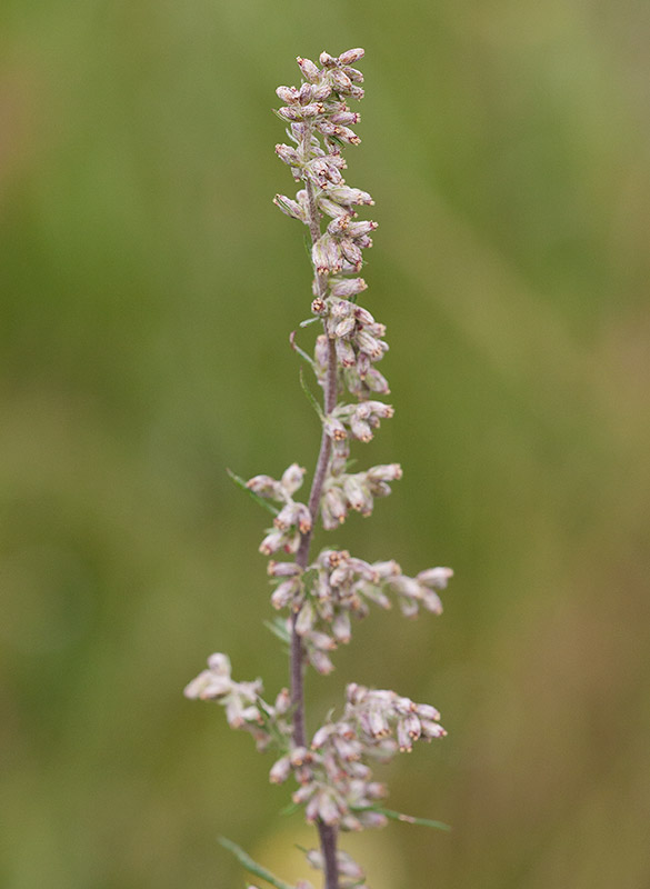 Grbo (Artemisia vulgaris)