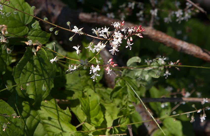 Mellanhxrt (Circaea  intermedia)