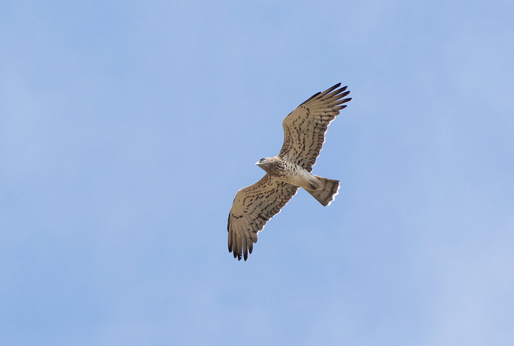 Short-toed Eagle (Circaetus gallicus)