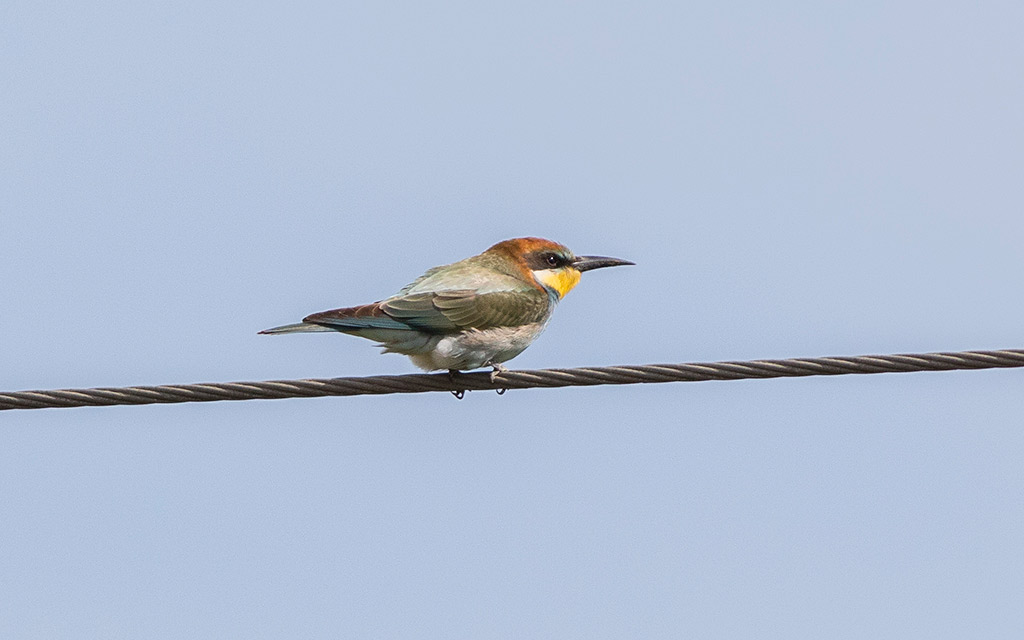European Bee-eater (Merops apiaster)