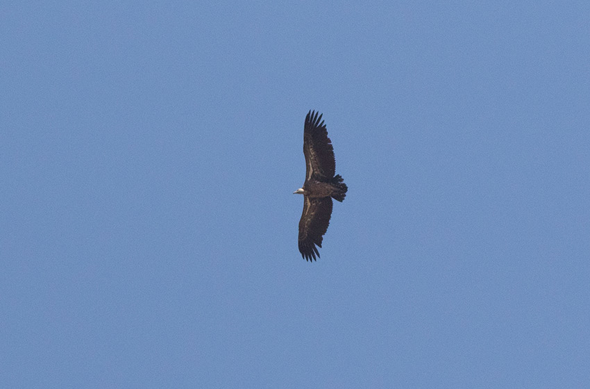 Rppells Vulture (Gyps rueppelli)