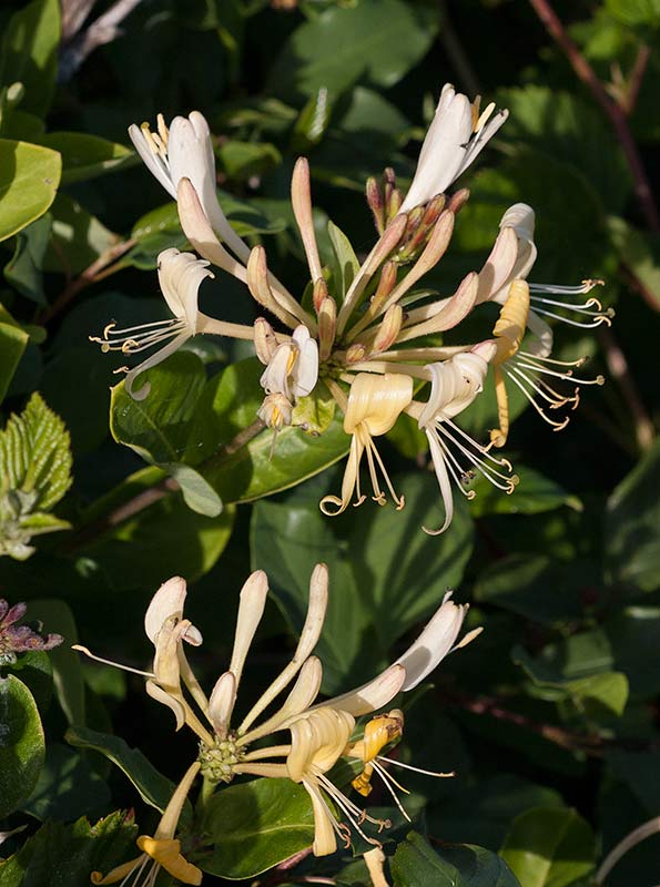 Vildkaprifol (Lonicera periclymenum)