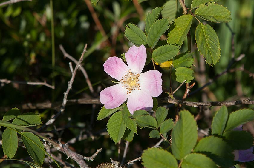 Stenros (Rosa canina)