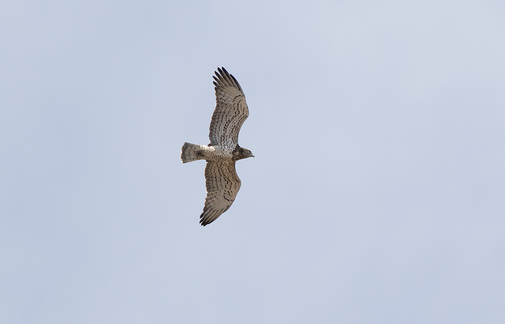 Short-toed Eagle (Circaetus gallicus)