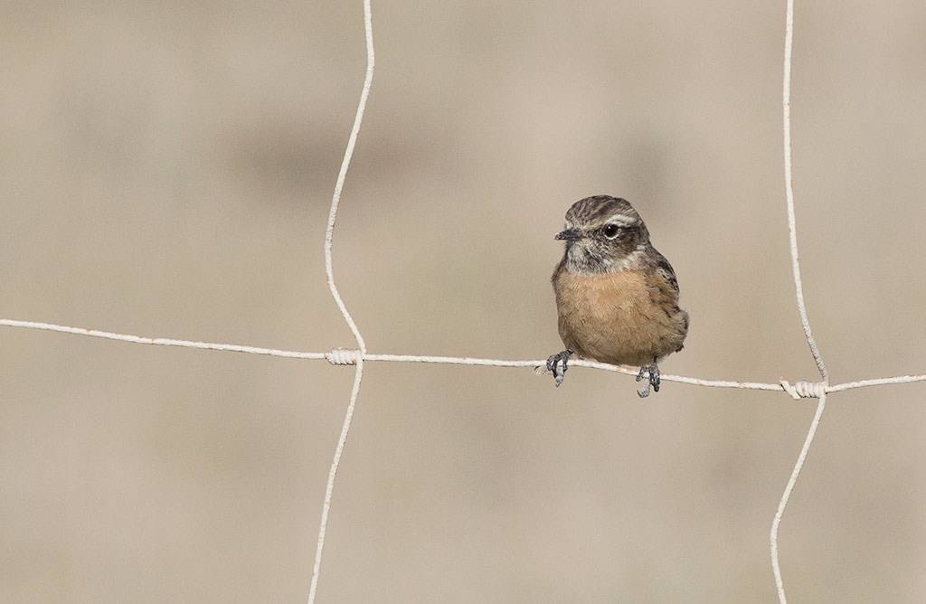 European Stonechat (Saxicola rubicola)