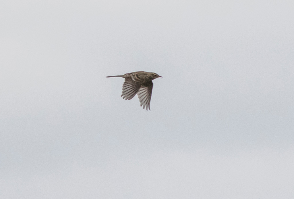 Richards Pipit (Anthus richardi)