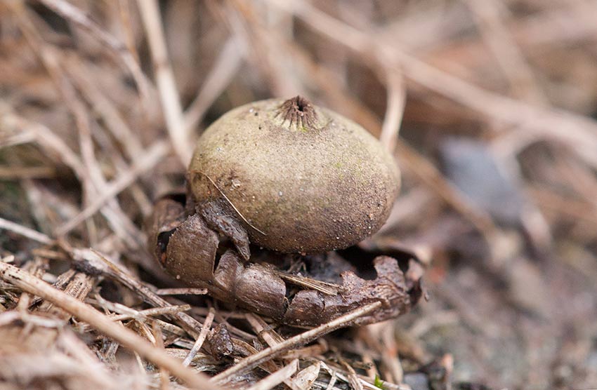 Fltjordstjrna (Geastrum campestre)