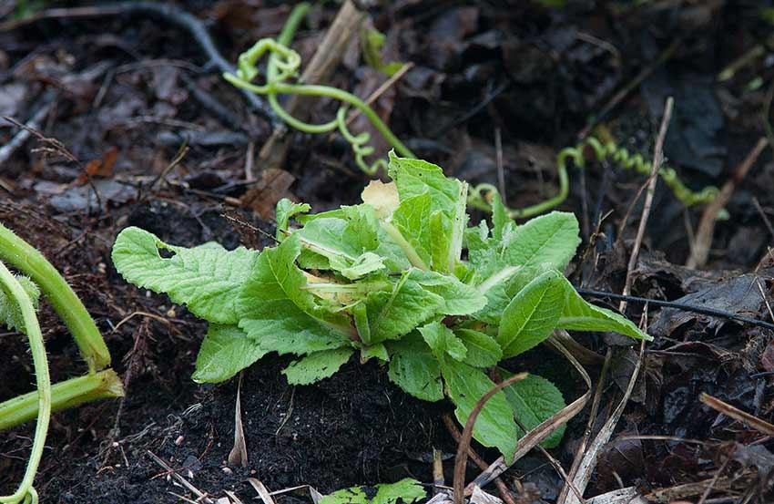 Violviva (Primula  pruhoniciana)