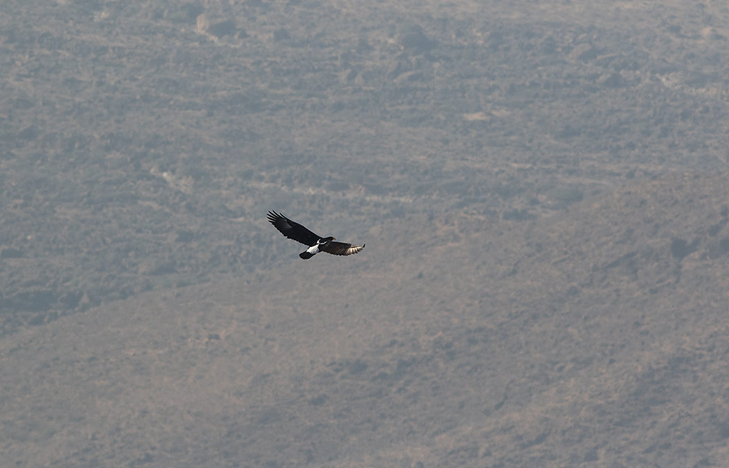 Verreauxs Eagle (Aquila verreauxii)