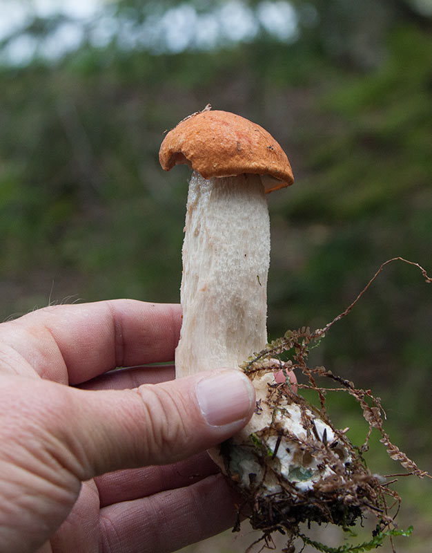 Vitfotad aspsopp (Leccinum albostipitatum)