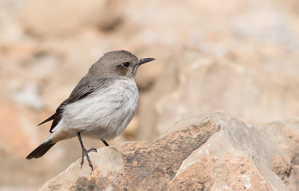 Arabian Wheatear  (Oenanthe lugentoides)