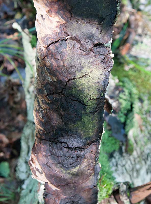 Valkticka (Phellinus laevigatus)