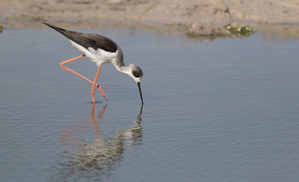 Black-winged Stilt (Himantopus himantopus)