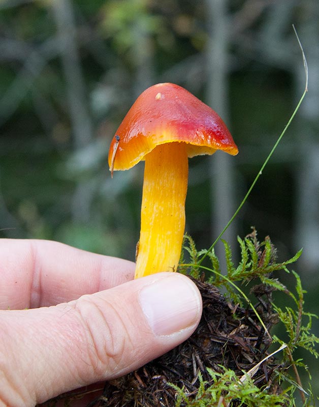 Scharlakansvaxing (Hygrocybe punicea)