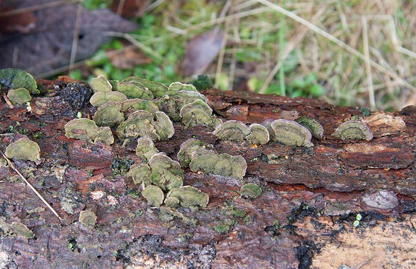 Violticka (Trichaptum abietinum)