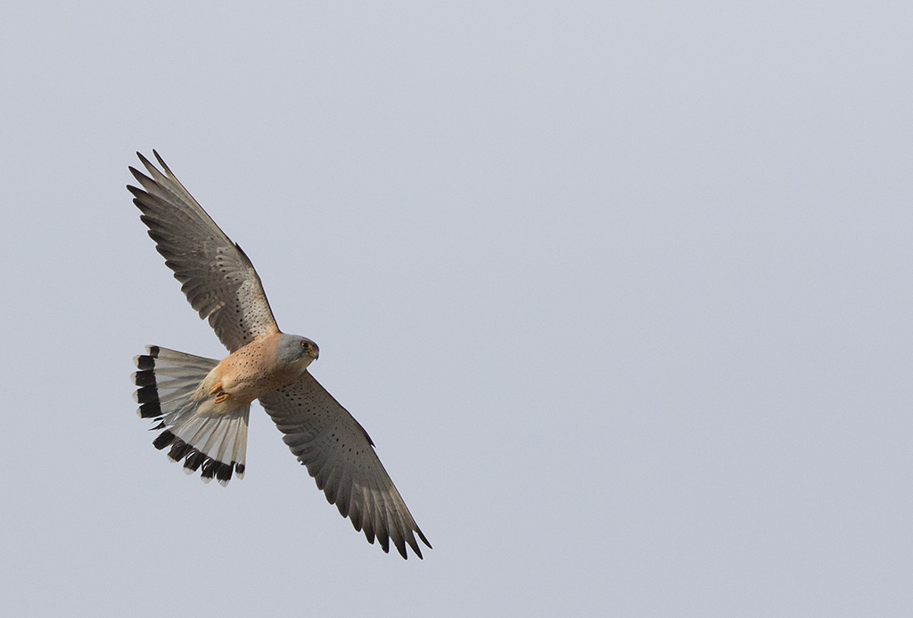 Lesser Kestrel (Falco naumanni)