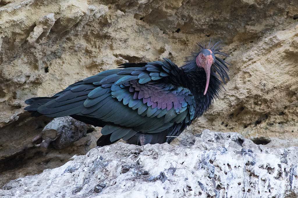 Northern Bald Ibis (Geronticus eremita)