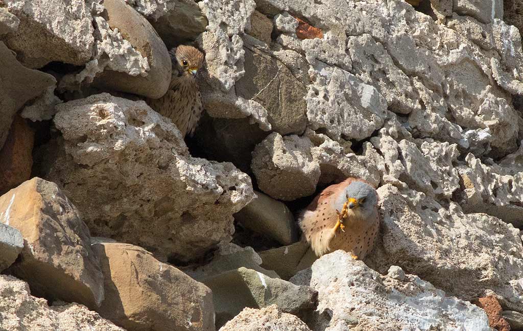 Lesser Kestrel (Falco naumanni)