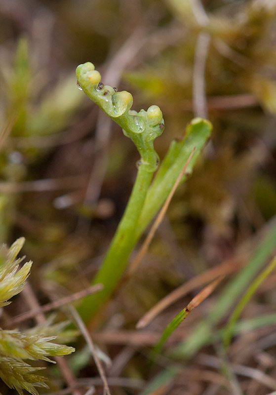 Pysslinglsbrken (Botrychium tenebrosum)