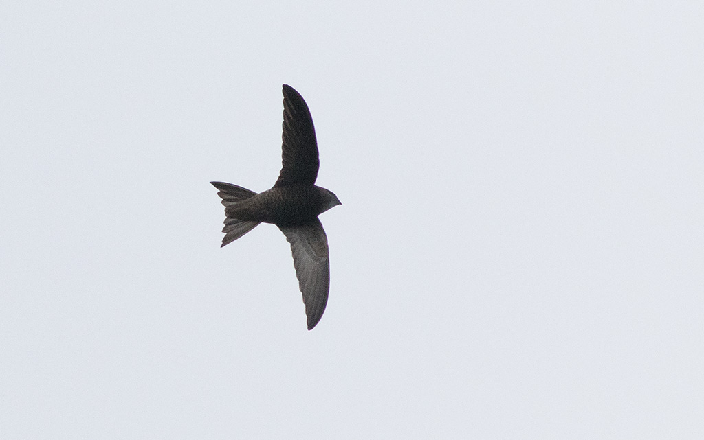 Pallid Swift (Apus pallidus)