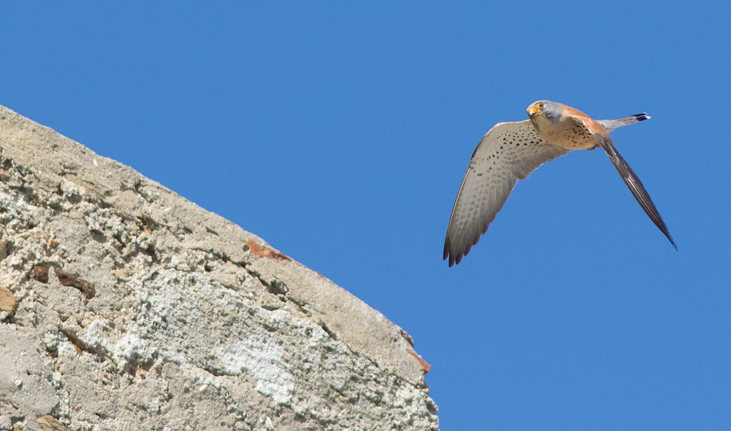 Lesser Kestrel (Falco naumanni)