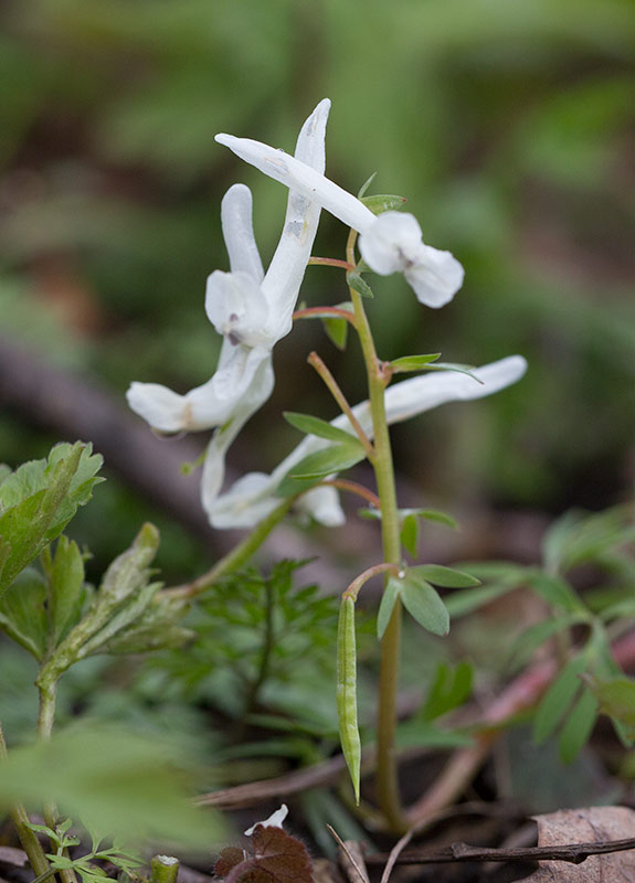 Vit nunnert (Corydalis angustifolia)
