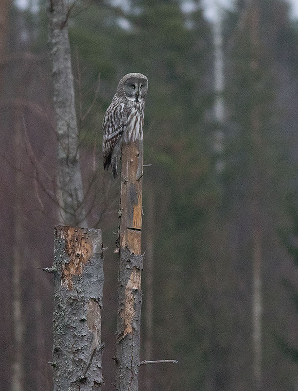 Great gray Owl (Strix nebulosa)	