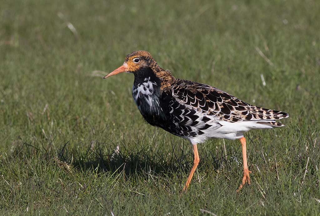  Ruff (Calidris pugnax)