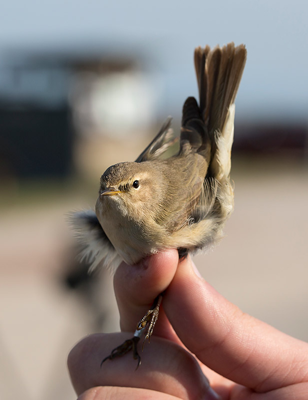 Siberian Chiffchaff (Phylloscopus collybita tristis)
