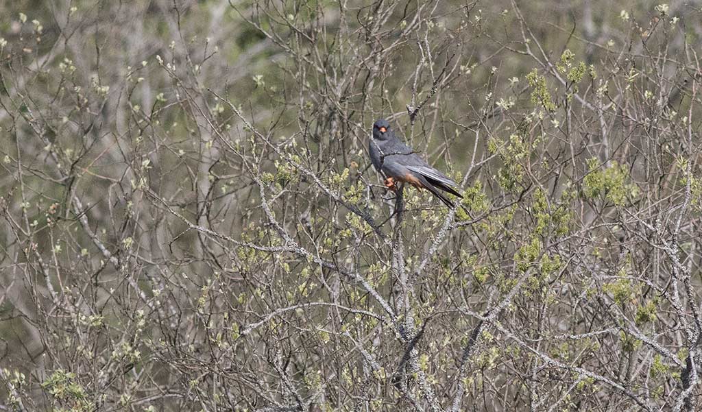 Red-footed Falcon (Falco vespertinus)