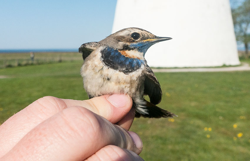 Bluethroat (Luscinia svecica)	