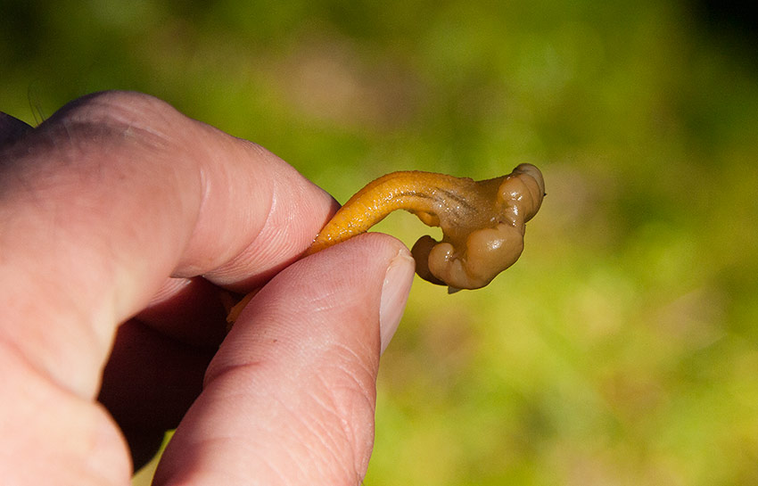 Slemmurkling (Leotia lubrica)