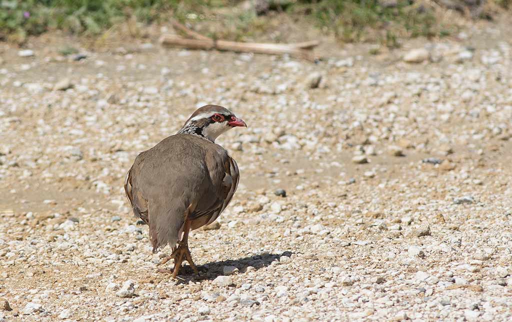 Red-legged Partridge (Alectoris rufa)