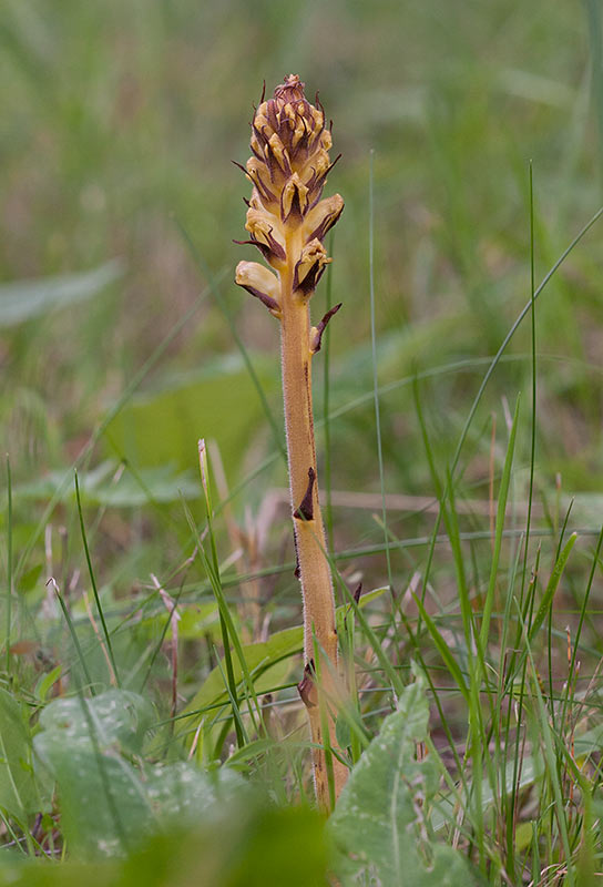 Tistelsnyltrot (Orobanche reticulata)