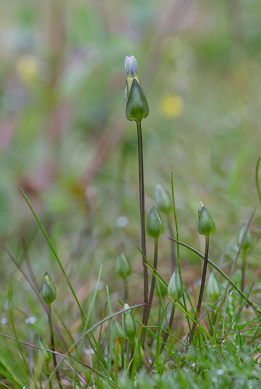 Lappgentiana (Comastoma tenella)