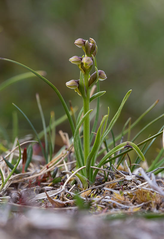 Dvrgyxne (Chamorchis alpina)