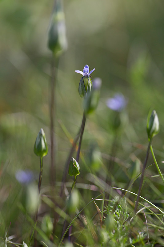 Lappgentiana (Comastoma tenella)	