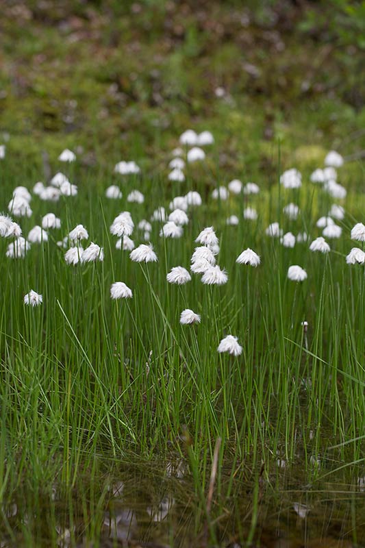 Polarull (Eriophorum scheuchzeri)