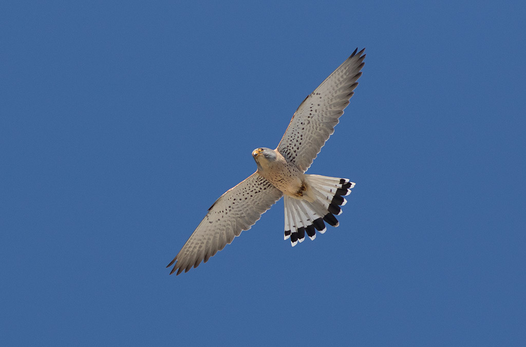 Lesser Kestrel (Falco naumanni)