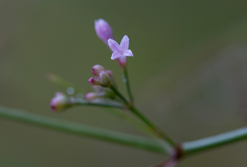 Rosenmra (Asperula cynanchica)