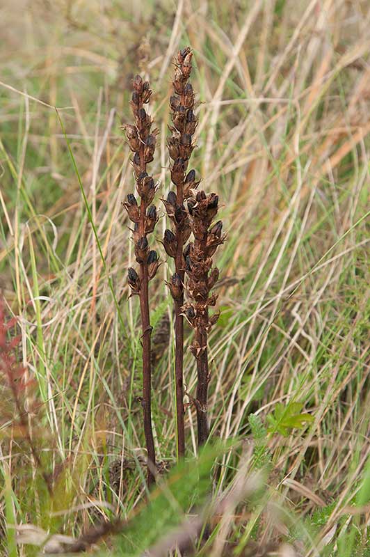 Rllikesnyltrot (Orobanche purpurea)	