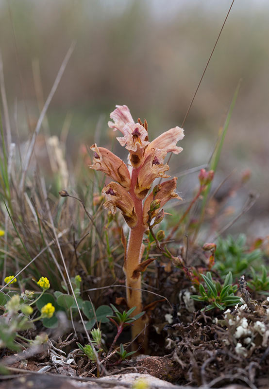 Timjansnyltrot (Orobanche alba)