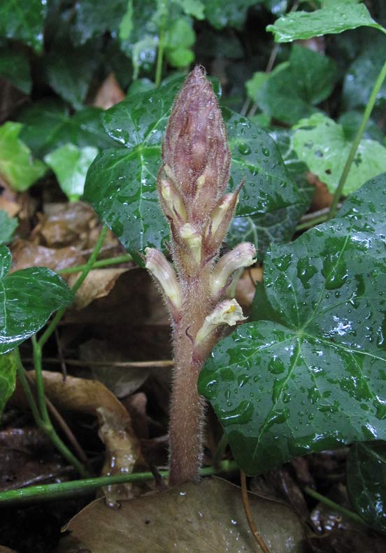 Murgrnssnyltrot (Orobanche hederae)