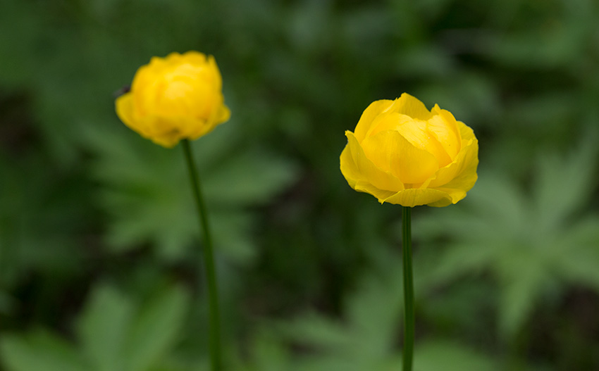 Smrbollar (Trollius europaeus)