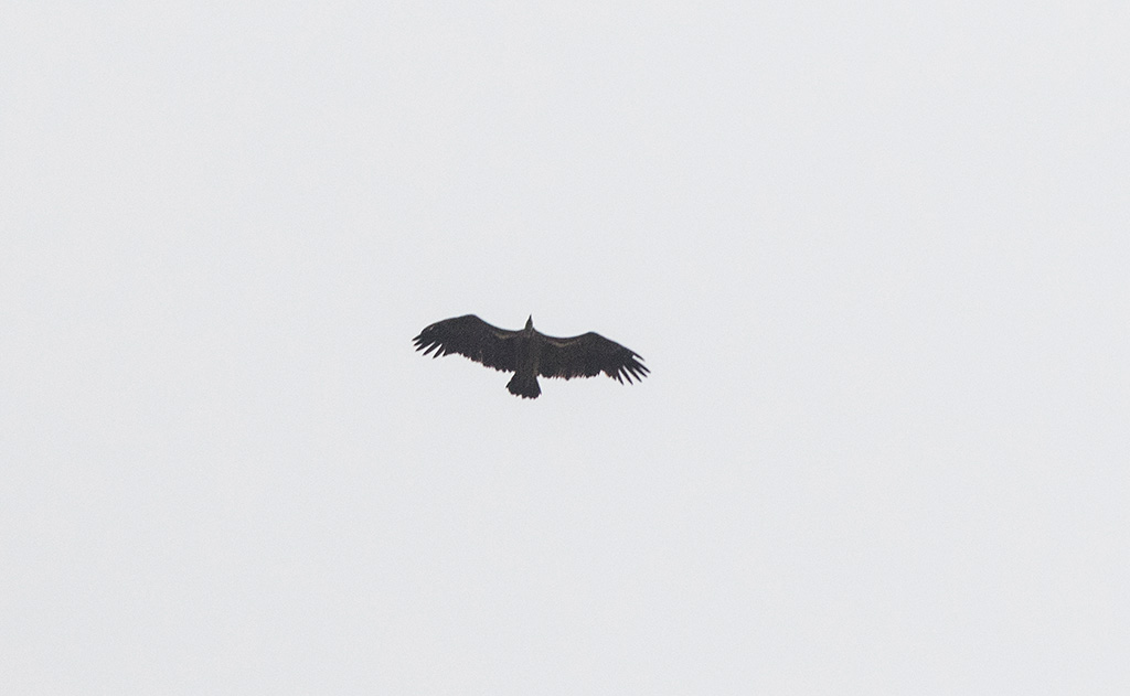 Rueppells Vulture (Gyps rueppelli)