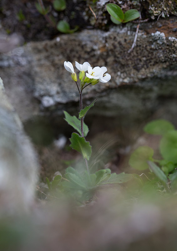 Fjlltrav (Arabis alpina)