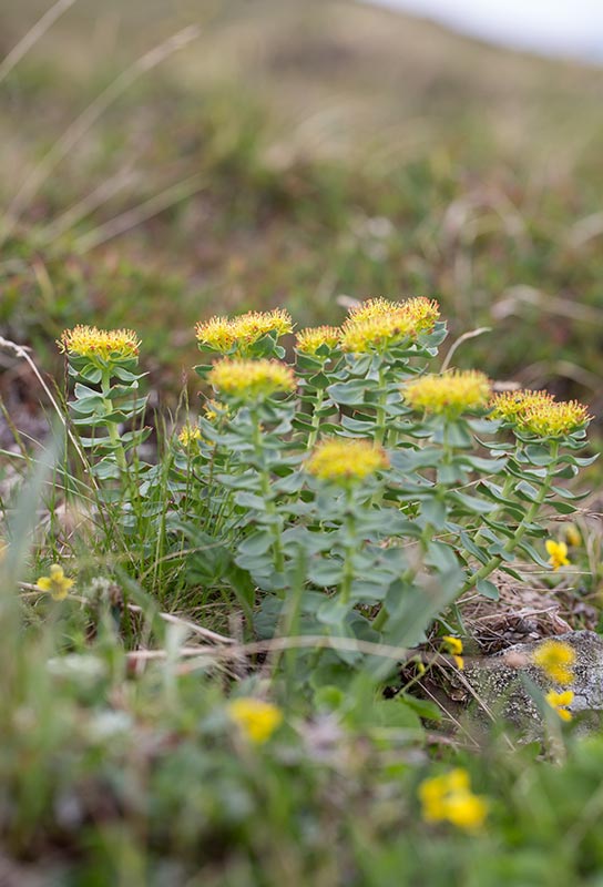 Rosenrot (Rhodiola rosea)