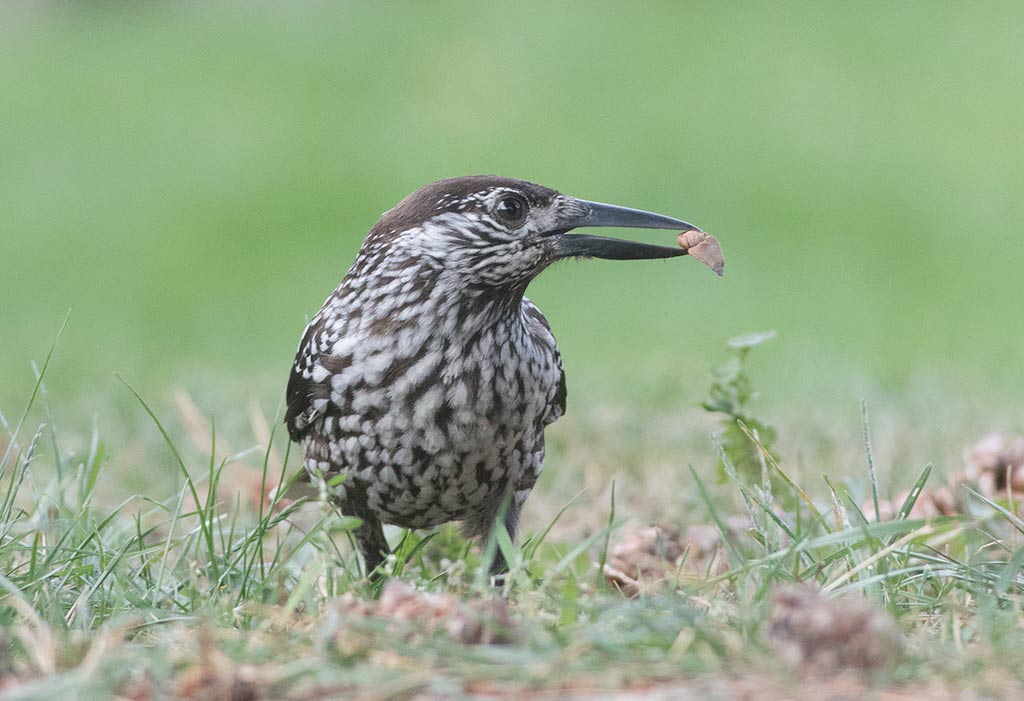 Eurasian Nutcracker (Northern) (Nucifraga caryocatactes macrorhynchos)