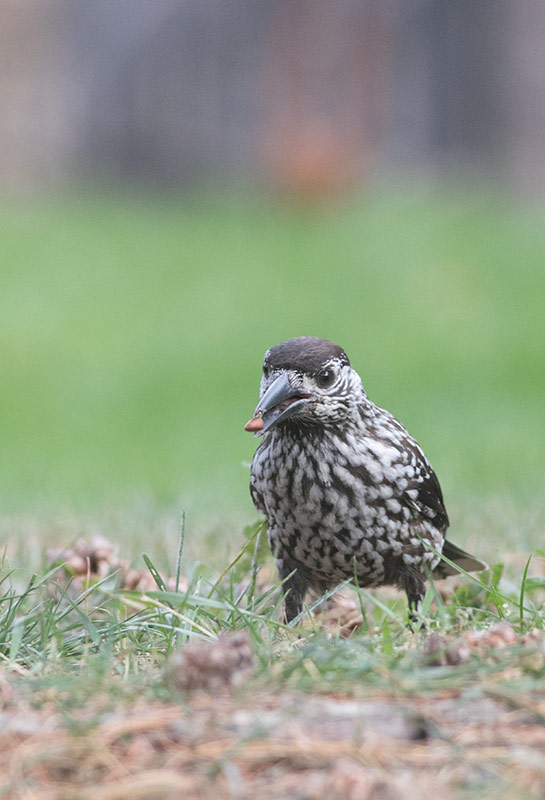 Eurasian Nutcracker (Northern) (Nucifraga caryocatactes macrorhynchos)