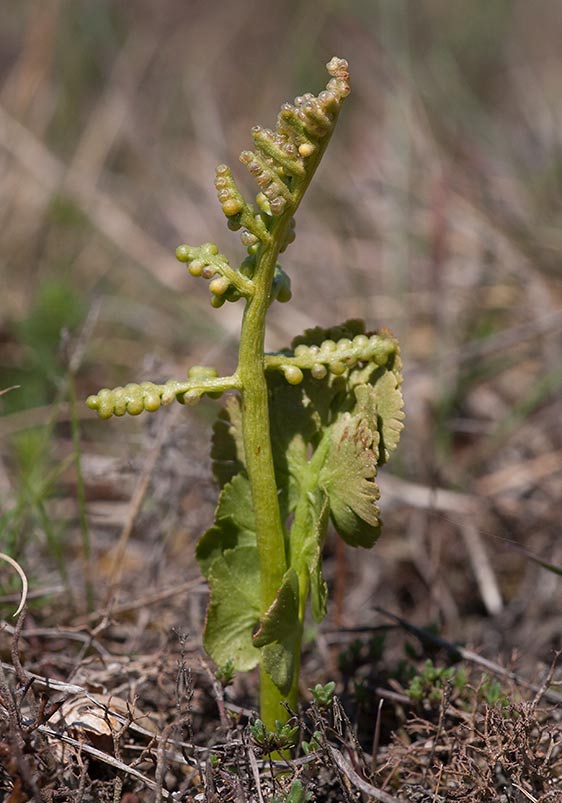 Mnlsbrken (Botrychium lunaria)	